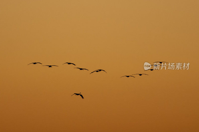 普通鹤(Grus Grus)在日落时在空中飞行